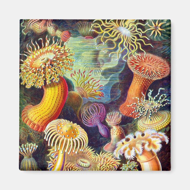 Sea Anemones Ernst Haeckel Fine Art Magnet (Front)