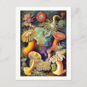 Sea Anemones Ernst Haeckel Fine Art Postcard
