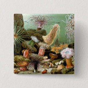 Sea Anemones Marine Life, Vintage Ocean Animals 15 Cm Square Badge