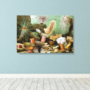 Sea Anemones Marine Life, Vintage Ocean Animals Canvas Print