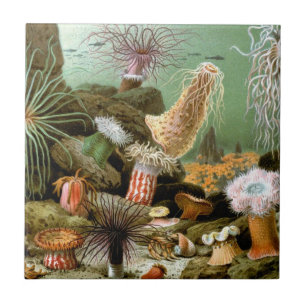 Sea Anemones Marine Life, Vintage Ocean Animals Tile
