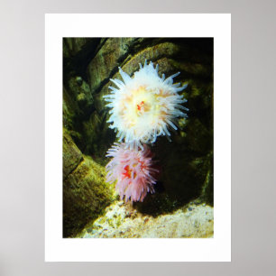 Sea anemones poster