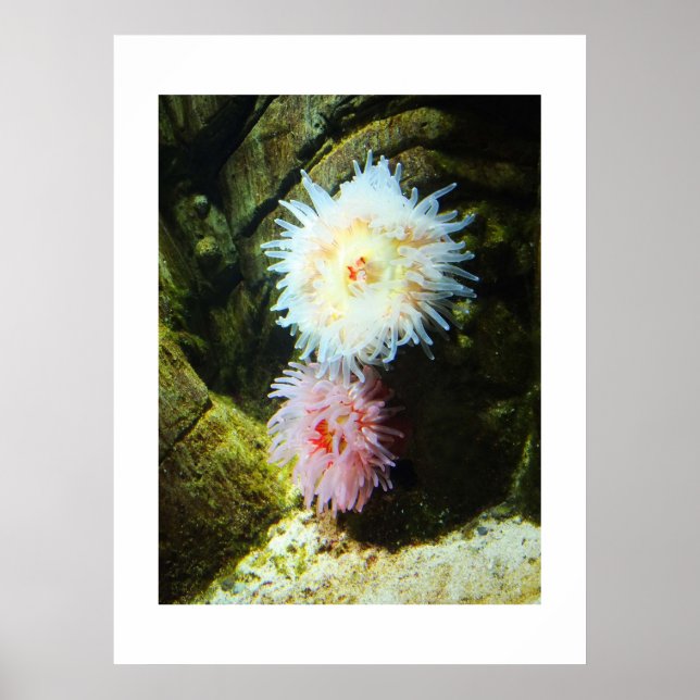 Sea anemones poster (Front)
