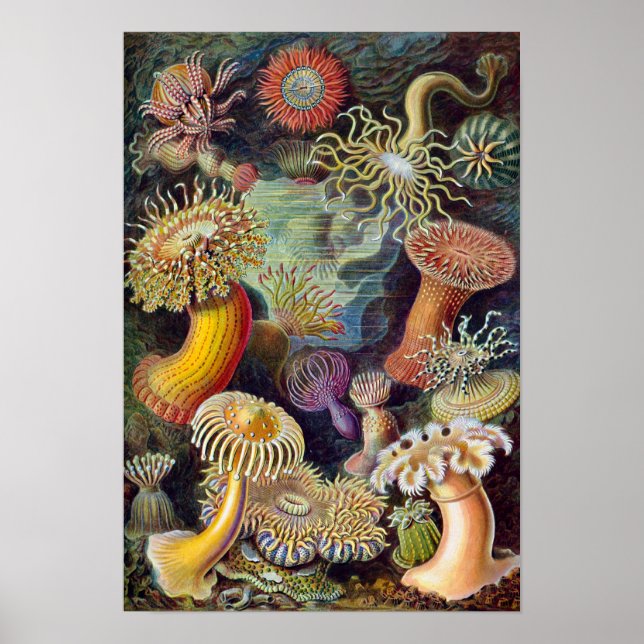 Sea Anemones, Vintage Actiniae by Ernst Haeckel Poster (Front)