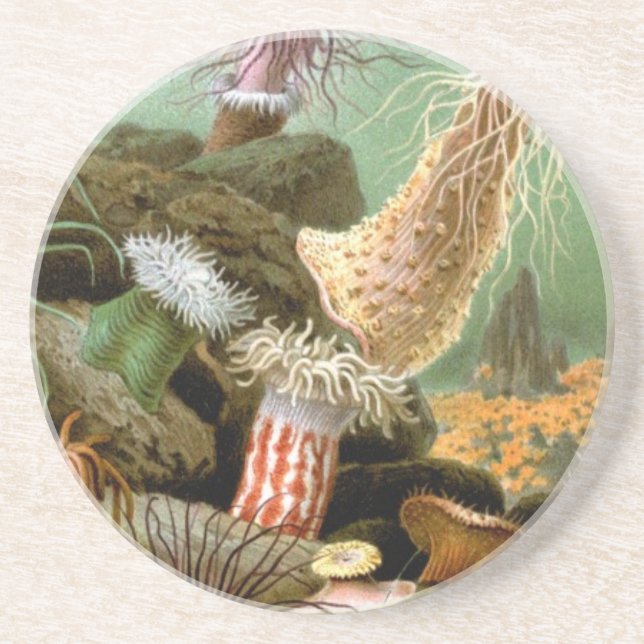 Sea Anemones, Vintage Marine Life Ocean Animals Coaster (Front)