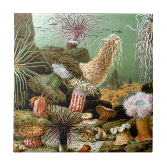 Sea Anemones, Vintage Marine Life Ocean Animals Tile (Front)