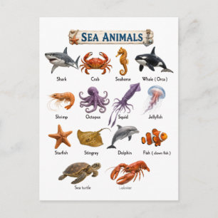 Sea Animals Postcard