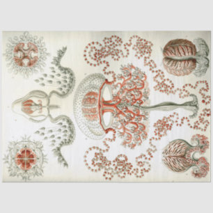 Sea Anthomedusae Ernst Haeckel Decoupage Tissue Paper