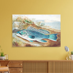 Sea Bass by S.A. Kilbourne, Vintage Fish Canvas Print