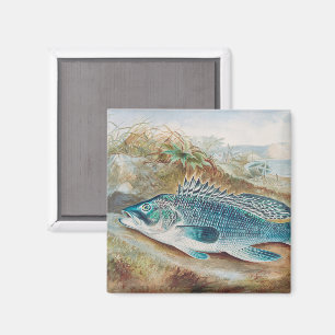 Sea Bass by S.A. Kilbourne, Vintage Fish Magnet