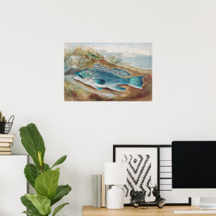 Sea Bass by S.A. Kilbourne, Vintage Fish Poster