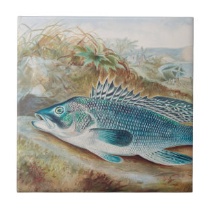 Sea Bass by S.A. Kilbourne, Vintage Fish Tile