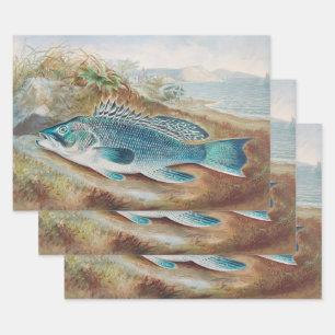 Sea Bass by S.A. Kilbourne, Vintage Fish Wrapping Paper Sheet