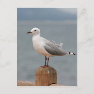sea bird postcard