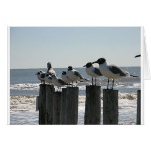 SEA BIRDS