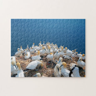 Sea birds jigsaw puzzle