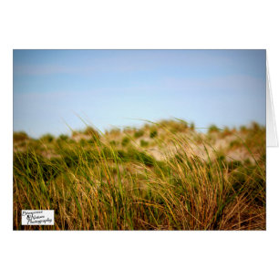 Sea Breeze (5.0)