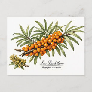 Sea Buckthorn Branch with Berries Vintage Postcard