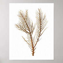 Sea Coral No. 10 beach decor art print