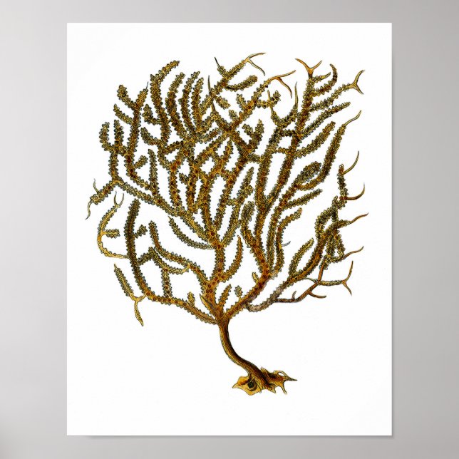 Sea Coral no. 11 Beach Decor Art Print (Front)