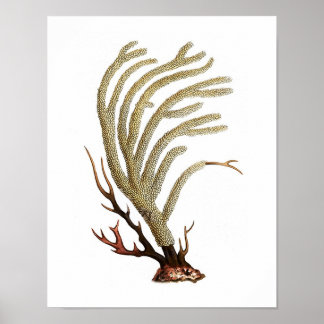Sea Coral No.2 Antique Natural History Print