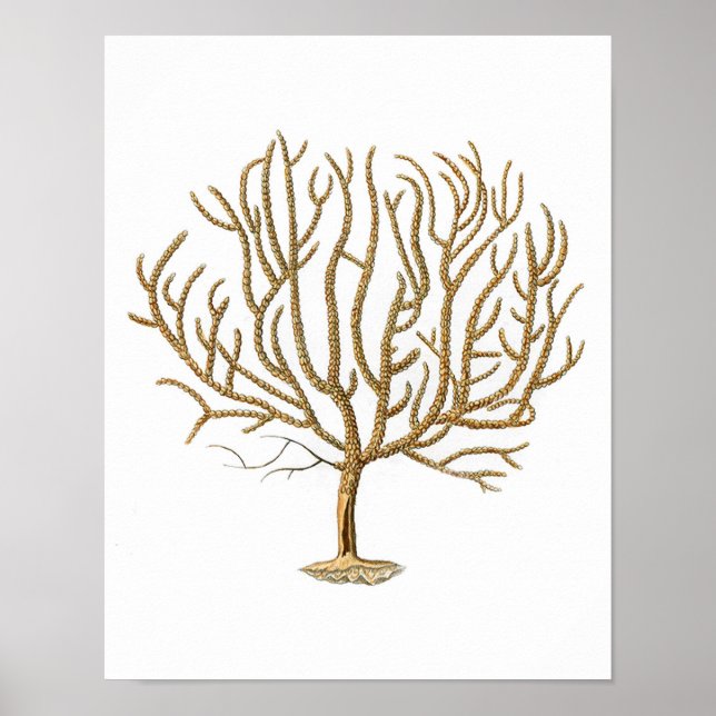 Sea Coral No.4 Antique Natural History Print (Front)