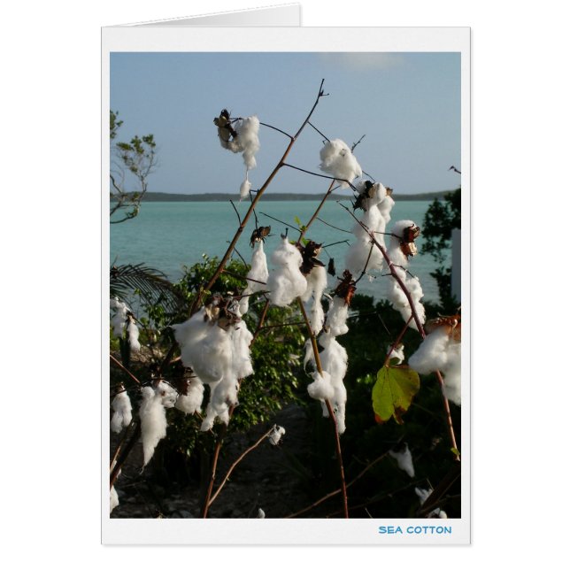 Sea Cotton (Front)