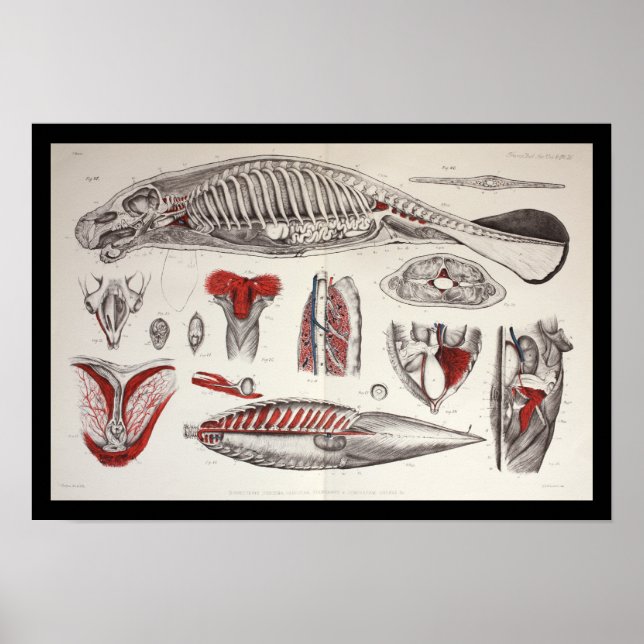 Sea Cow Manatee Marine Biology Anatomy Print (Front)