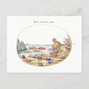 Sea Creatures Illustration Postcard