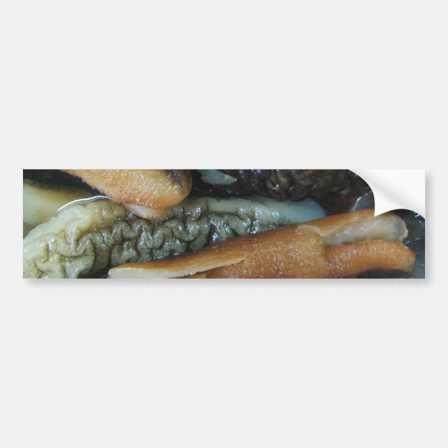 Sea Cucumber ... Yaowarat Market Food Bumper Sticker (Front)