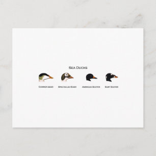 Sea Ducks Logo (titled) Postcard