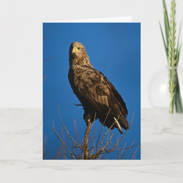 Sea Eagle in Scotland Card (Front)