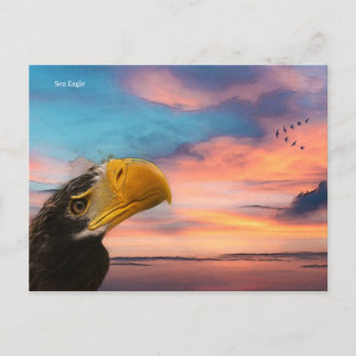 Sea Eagle Postcard