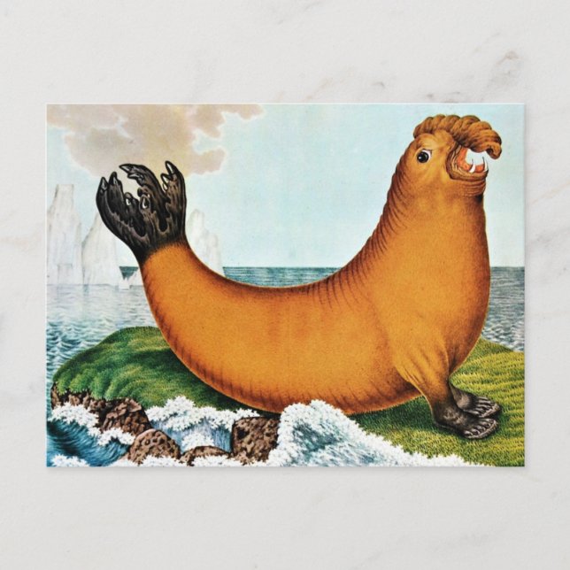 Sea Elephant Illustration (Zotl) Postcard (Front)