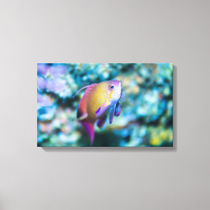 Sea goldie canvas print