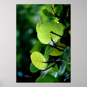Sea Grape leaves Tree Bush Poster
