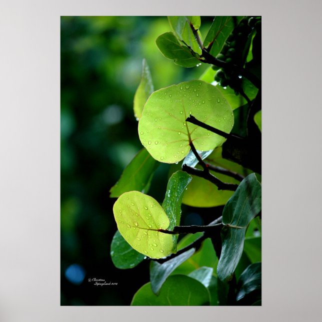 Sea Grape leaves Tree Bush Poster (Front)