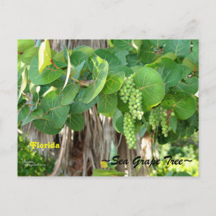 Sea Grapes Tree Bush Florida Postcard