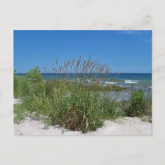 Sea Grass along the seashore Postcard (Front)