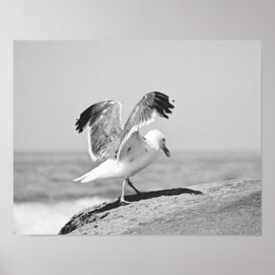 Sea Gull On Beach Rocks Black and White Print
