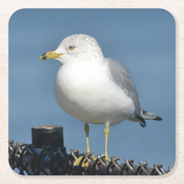 Sea Gull Party Coaster (Front)