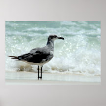 sea gull poster print