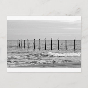 sea gulls at beach postcard