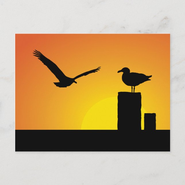 Sea Gulls At Sunset Postcard (Front)