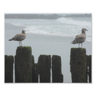 Sea Gulls at Watch Photo Print