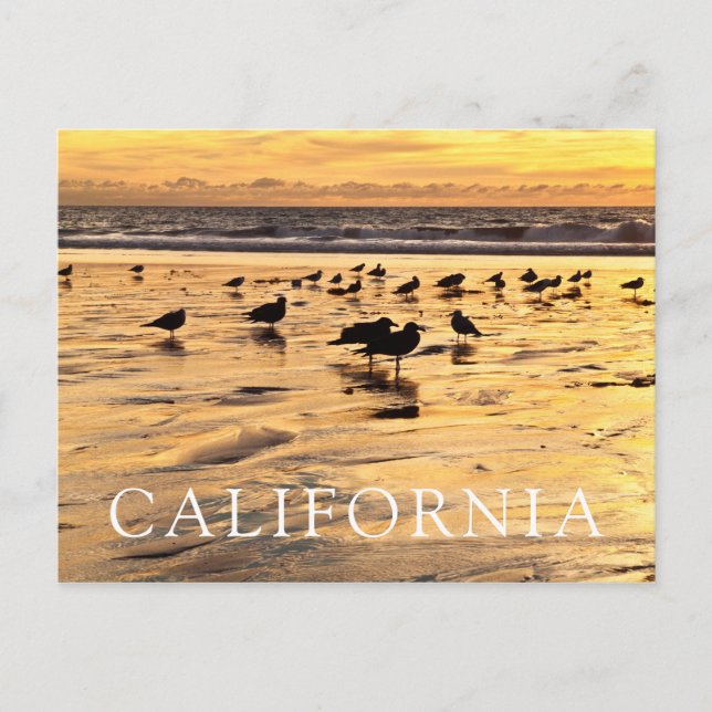Sea Gulls On Beach At Sunset Postcard (Front)