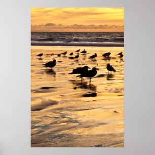 Sea Gulls On Beach At Sunset Poster