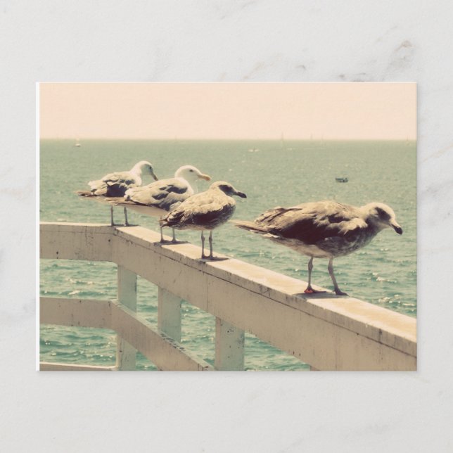Sea Gulls Postcard (Front)