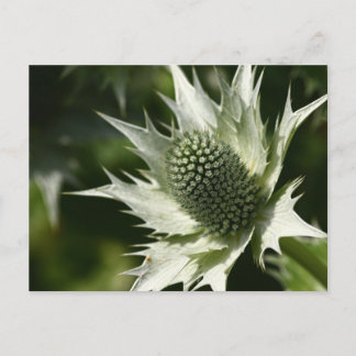 Sea Holly Postcard
