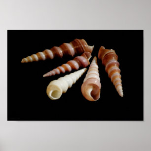 Sea Horns Poster